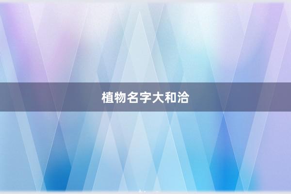 植物名字大和洽